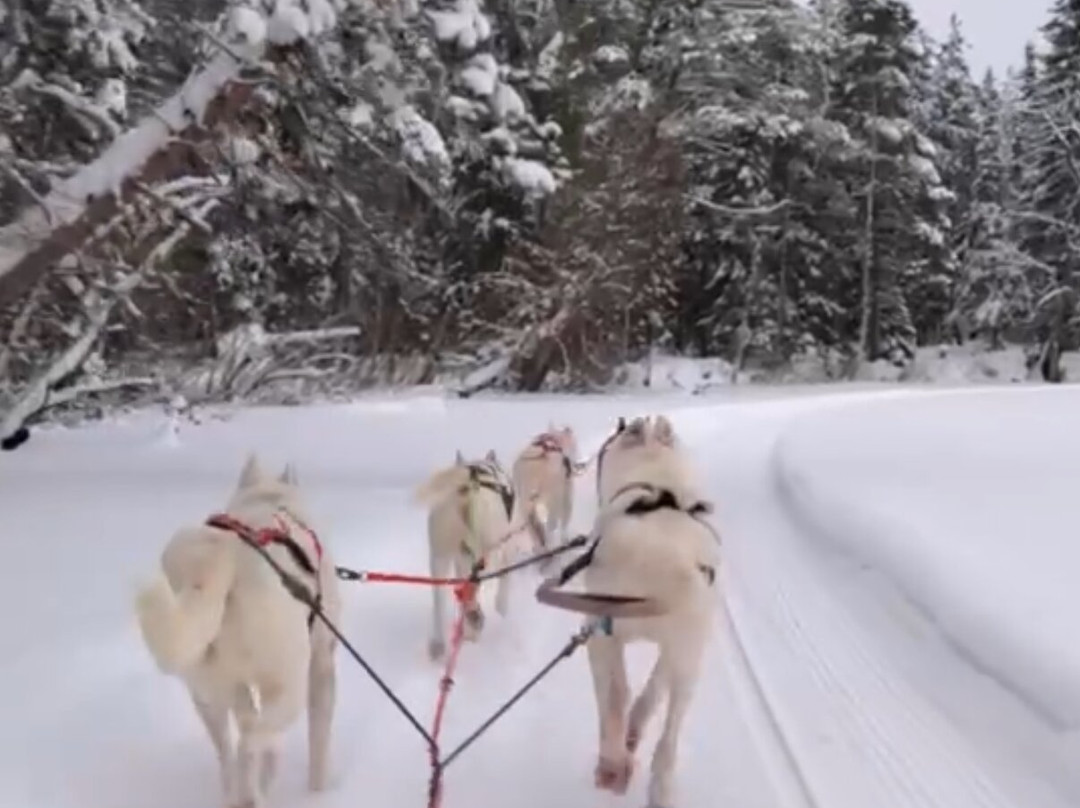 Husky & Yoga Nature-罗瓦涅米必去景点