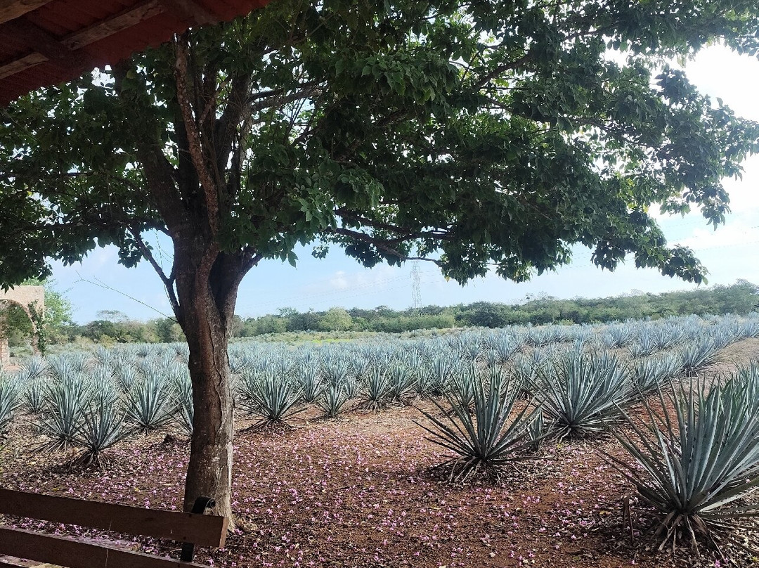 Mayapan Traditional Agave Distillery-巴利亚多利德必去景点