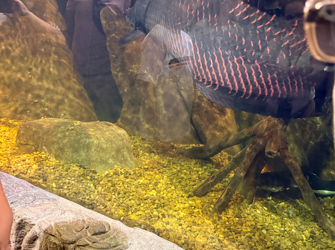 Oceanic Aquarium-康泊琉海水浴场必去景点