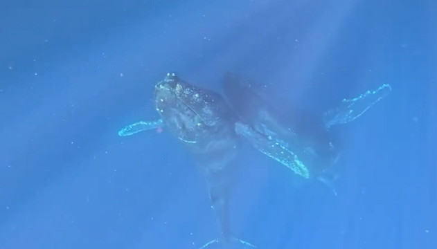Magdalena Bay Whales-Puerto San Carlos必去景点