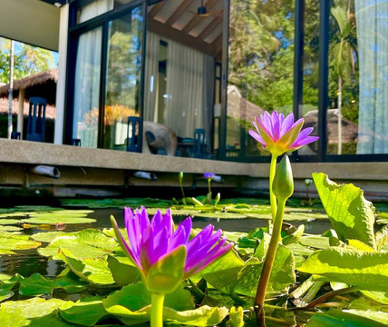 Oasis Tropical Retreat Spa-呈塔累必去景点