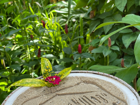 睡莲水疗中心-藩切市必去景点