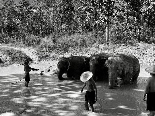 Maerim Elephant Sanctuary-夜林必去景点