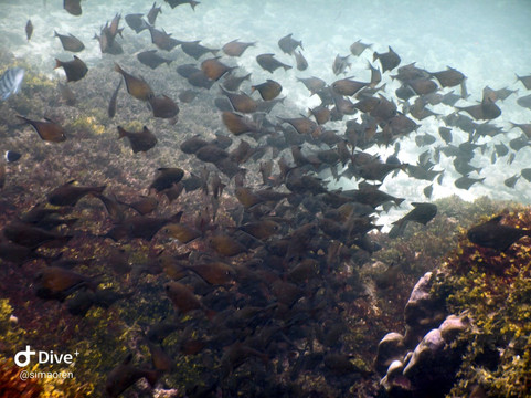 Turtle Bay Divers-小停泊岛必去景点