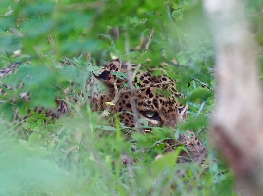 Mahaweli Tours & Holidays-尼甘布必去景点