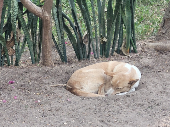 Evergreen Eco Retreat主图