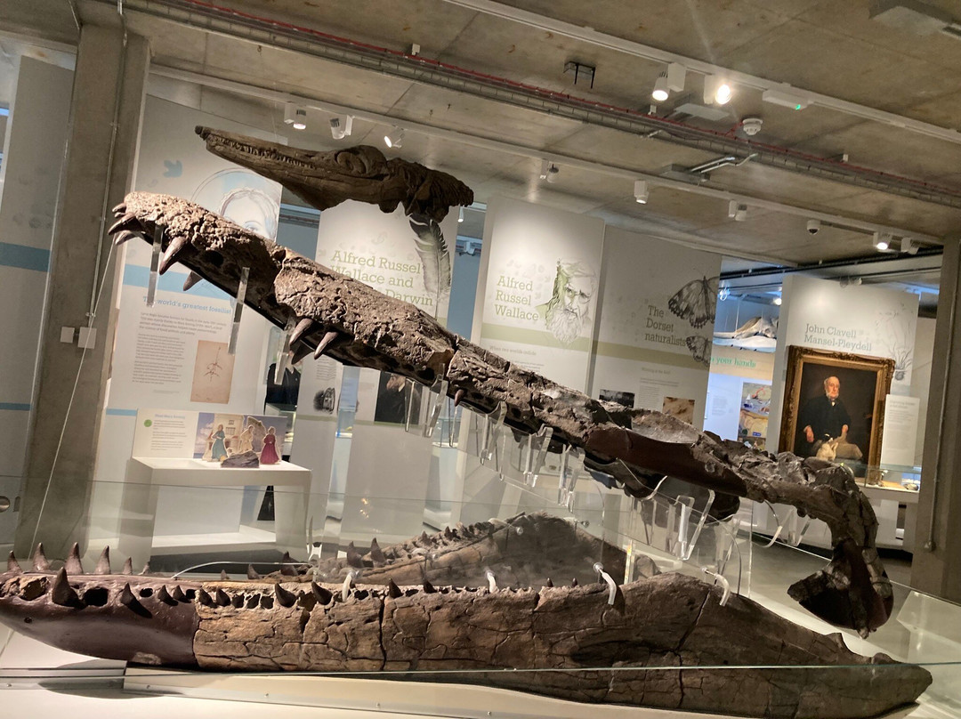 Dorset Museum & Art Gallery-多切斯特必去景点