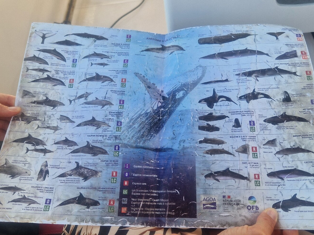 Shelltone Whale Project-Pointe-Noire必去景点