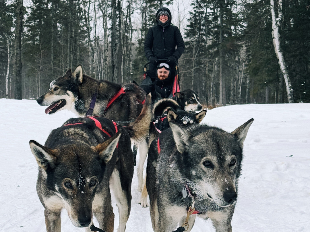 Chilly Dogs Sled Dog Trips-伊利必去景点