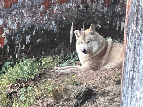 Padmaja Naidu Himalayan Zoological Park-大吉岭必去景点