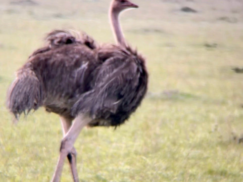 Shoor Safaris Kenya-内罗毕必去景点