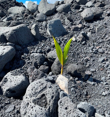 Pohoiki Black Sand Beach-帕霍亚必去景点