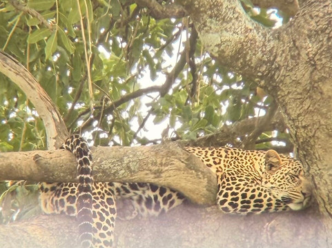 Safari360-莫西必去景点