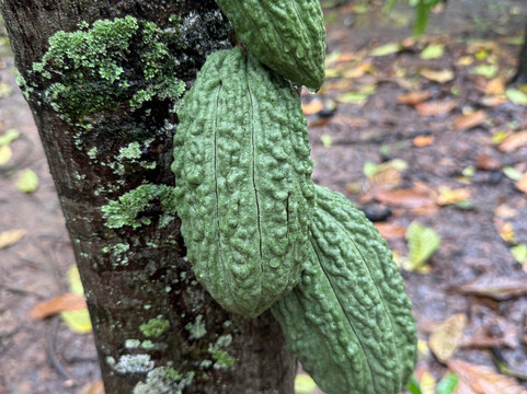21 Degrees Estate Cacao Farm-卡内奥赫必去景点