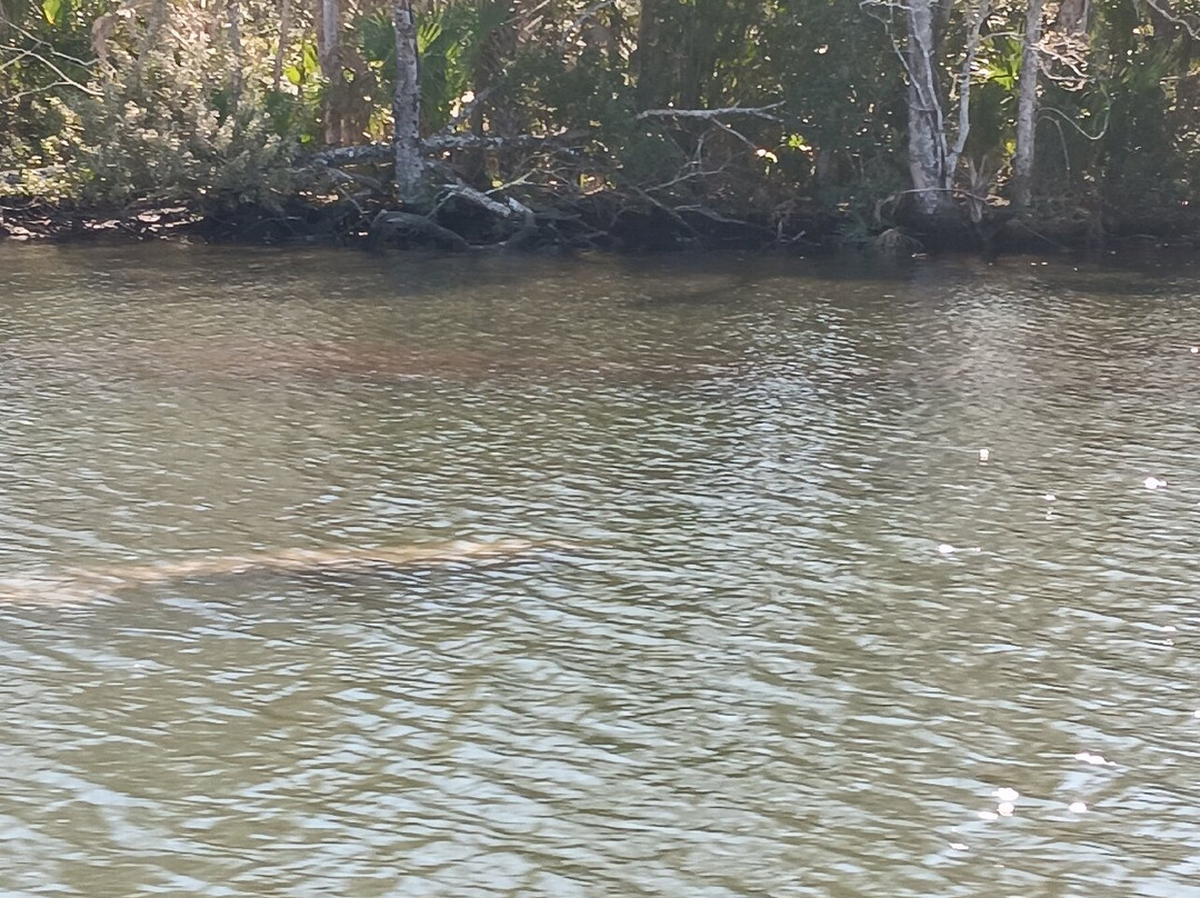 Island Girl Cruises-Homosassa Springs必去景点