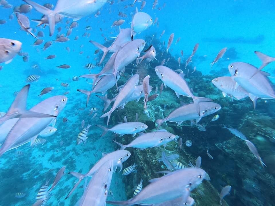 Eden On The Sea