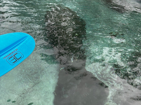 Ecoventure Tours-Silver Springs必去景点