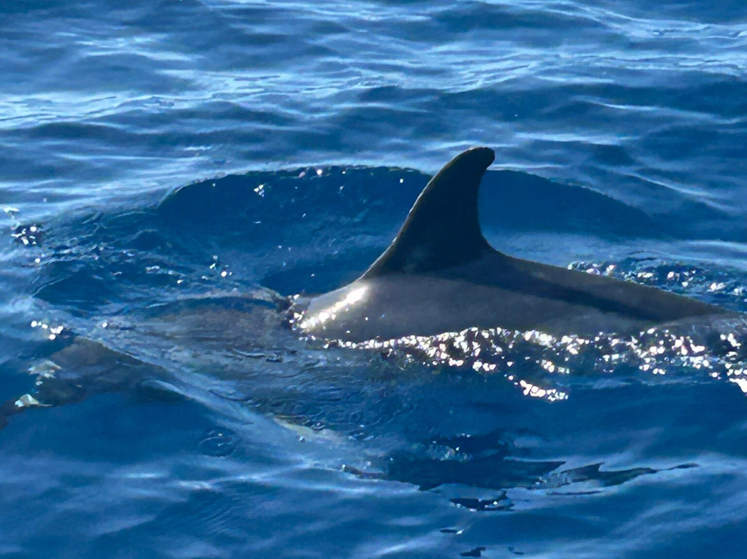 WeWhale Gran Canaria-Pasito Blanco必去景点