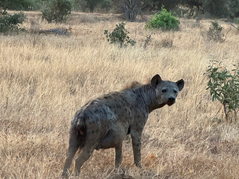 Malik Safari-马林地必去景点