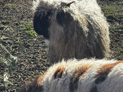 Ings Park Alpacas-Brough必去景点