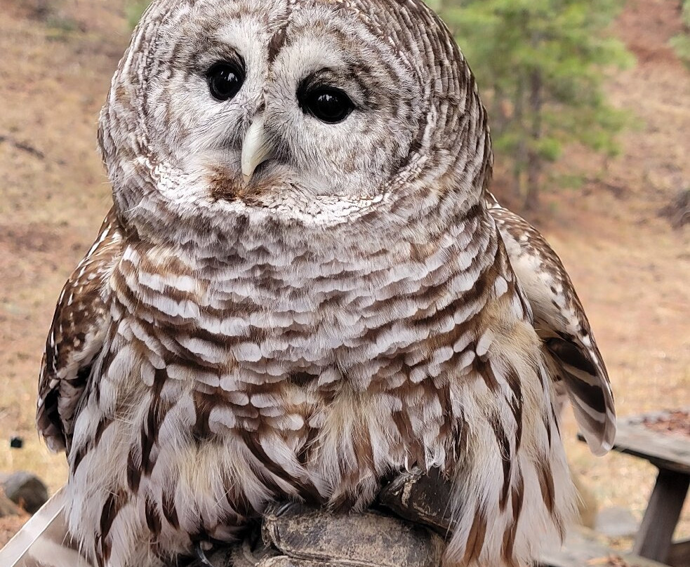 Badger Run Wildlife Rehab-克拉马斯福尔斯必去景点