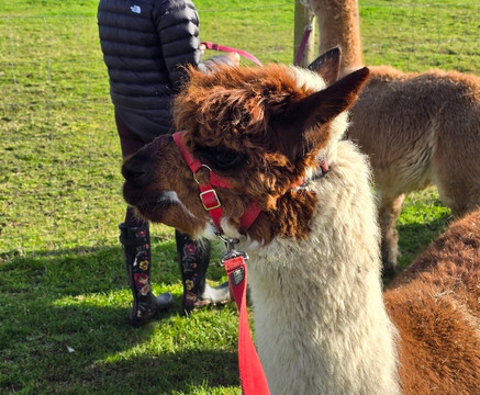 All Things Alpaca Ltd-切姆斯福德必去景点