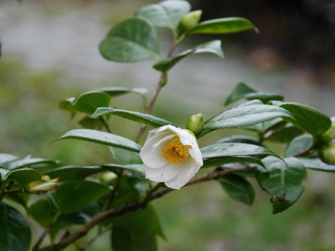 刈草农场酒店主图
