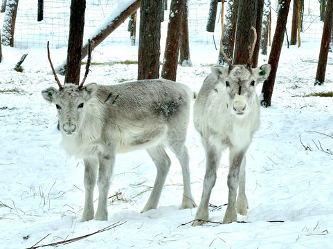 Puolukkamaan Pirtit Reindeer Lake Resort