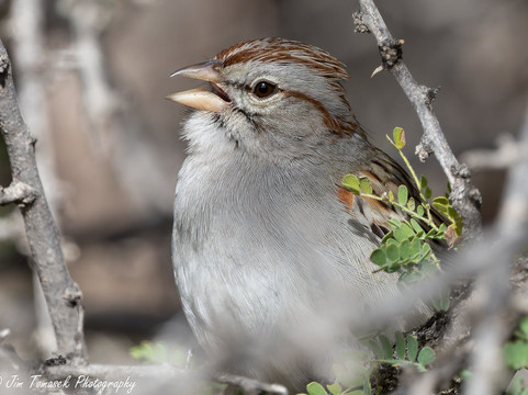 American Birding Guides-Patagonia必去景点