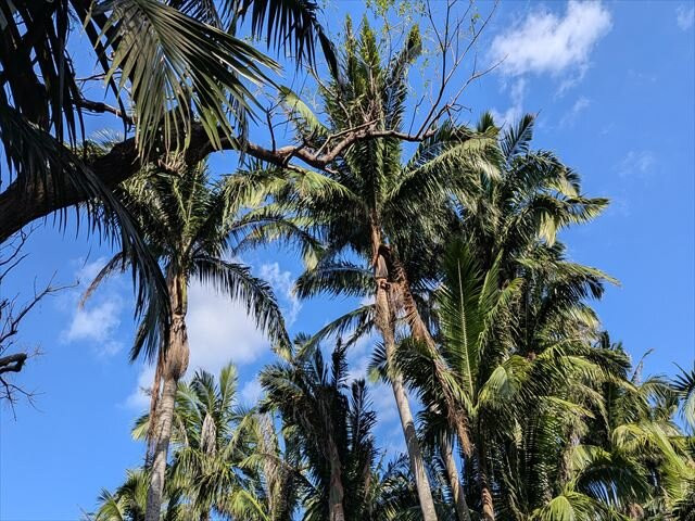 Yaeyama-yashi of Yonehara-石垣市必去景点