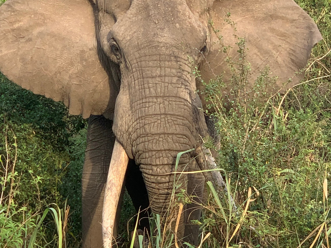 Adventure In The Wild Safaris-坎帕拉必去景点