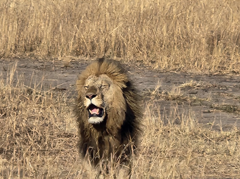 Entice Africa Safaris-内罗毕必去景点