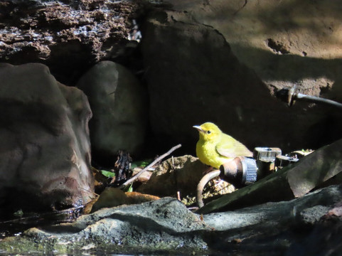 Quintana Neotropical Bird Sanctuary-Quintana必去景点
