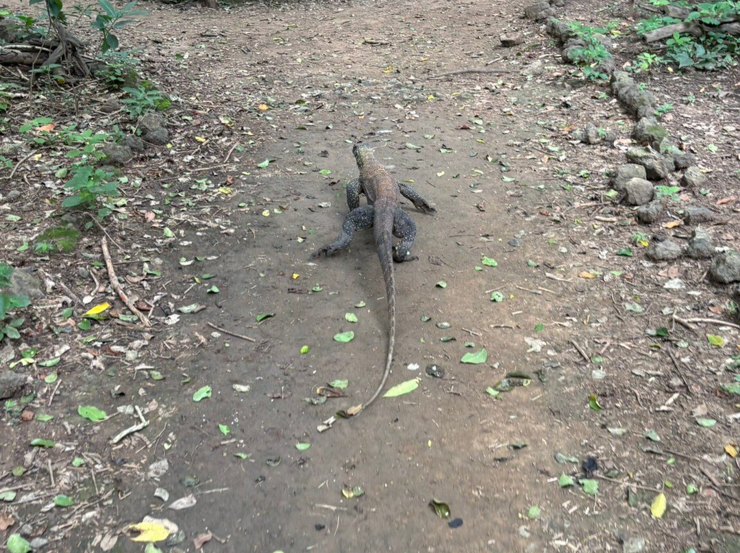 Best Komodo Tour-科莫多必去景点