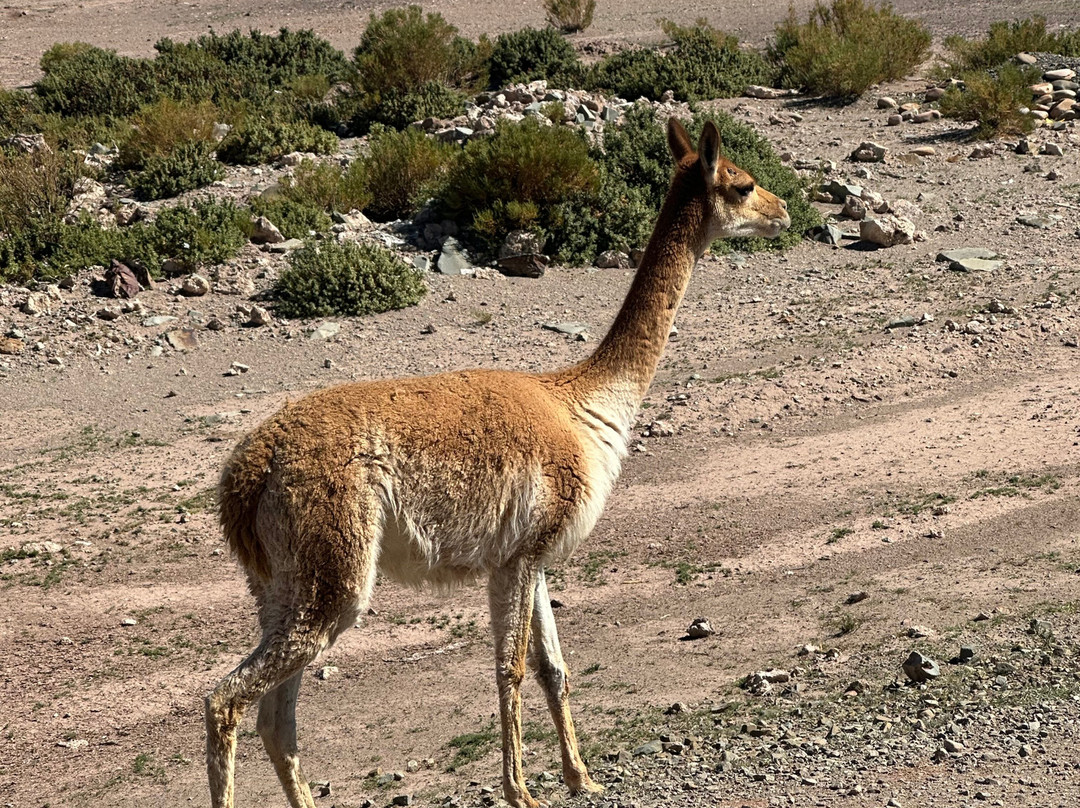 Action Peru Treks-库斯科必去景点