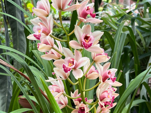 Botanischer Garten-德拉克鲁兹索尔港必去景点