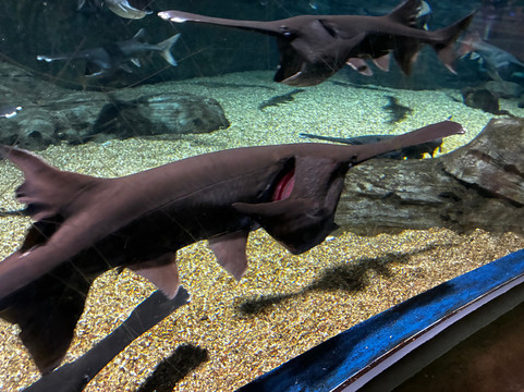 OdySea Aquarium-斯科茨代尔必去景点