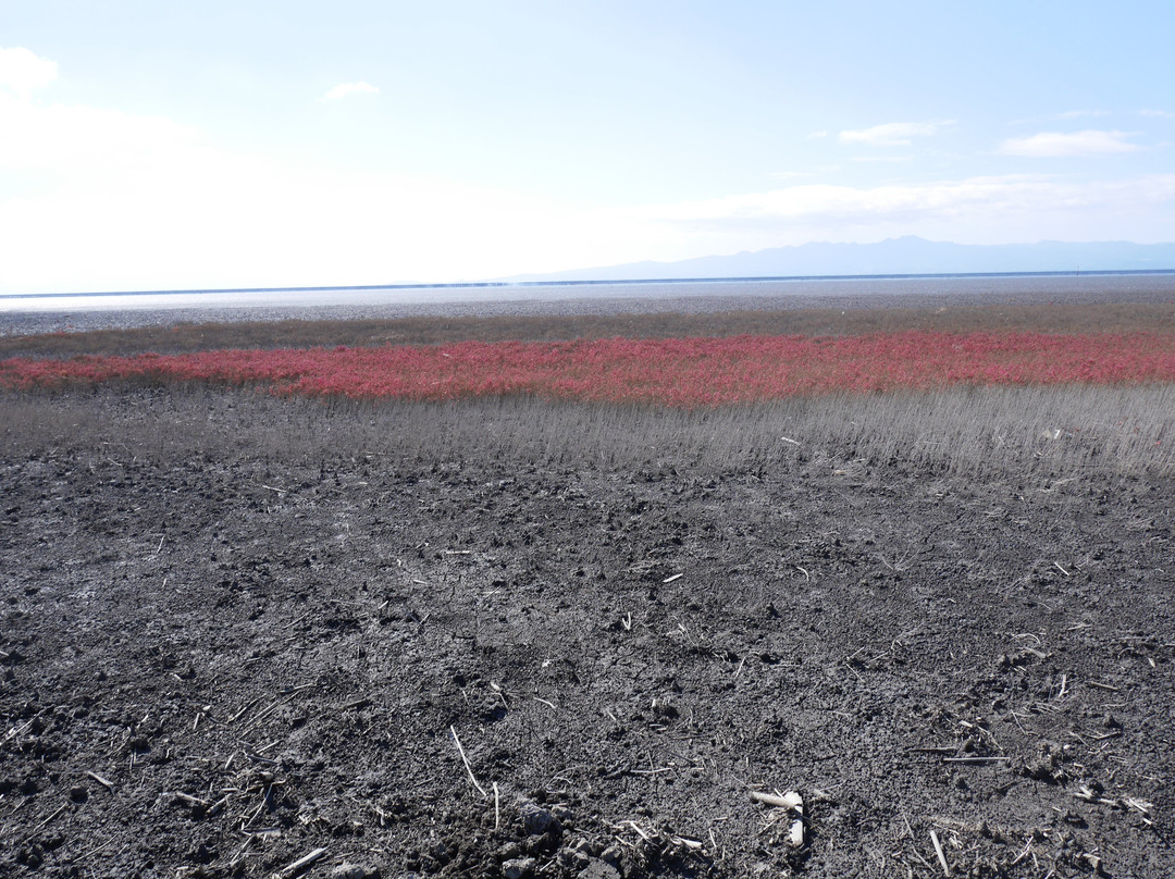 Suaeda Japonica Habitat-佐贺市必去景点