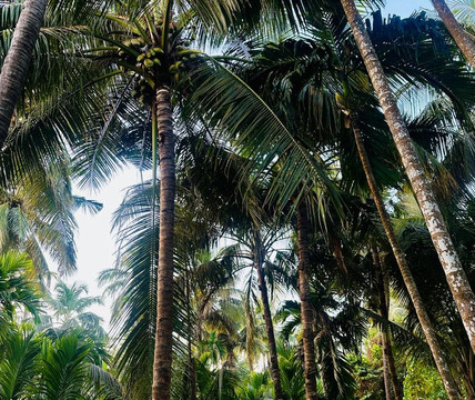 Shreebag Homestay Diveagar主图