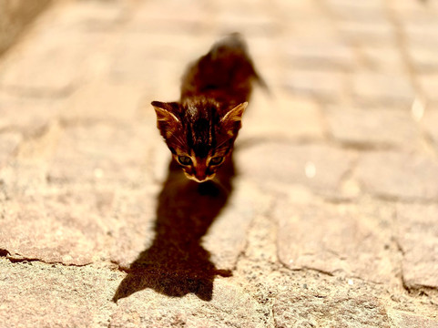 Medloc Maroc-马拉喀什必去景点