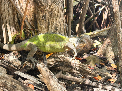 Balade du Soleil-Le Francois必去景点