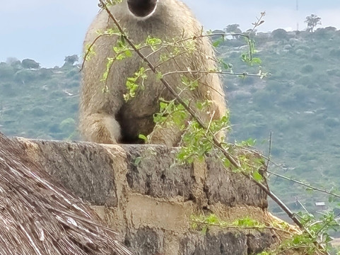 Travel Tamaro Adventures-迪亚尼必去景点