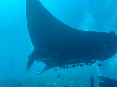 La Galigo Liveaboard-科莫多必去景点