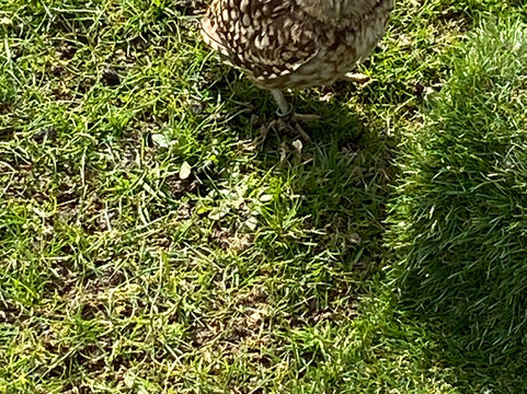 Kent Falconry Centre-Throwley必去景点
