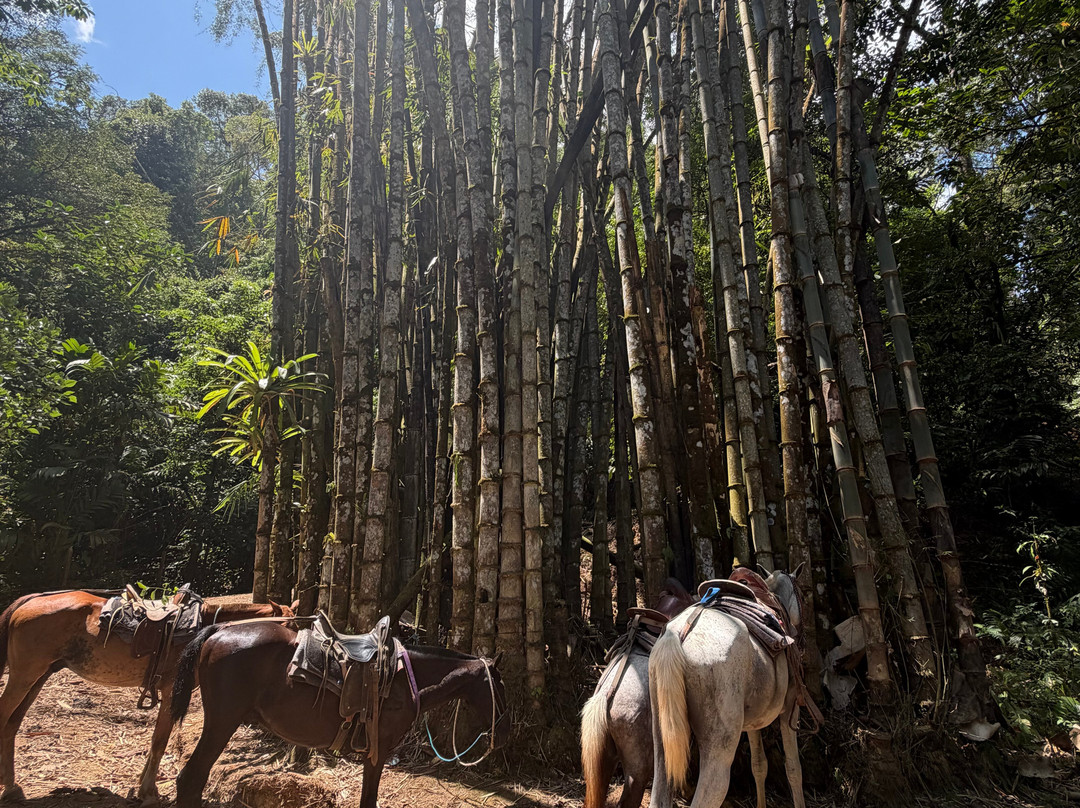 Brisas del Nara-哥斯达黎加安东尼奥国家公园必去景点