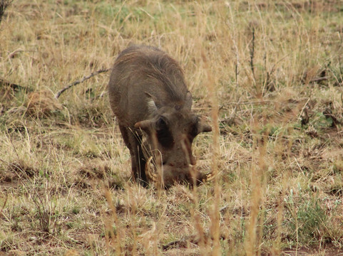 Pilanesberg National Park-太阳城必去景点