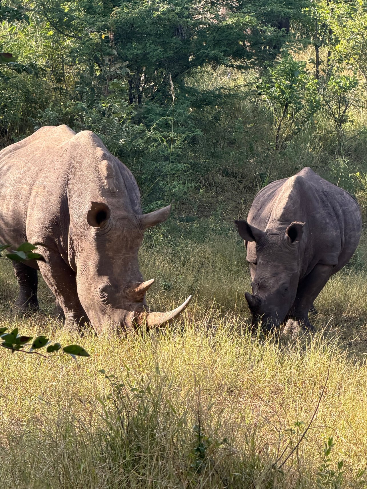 Thorntree River Lodge-官方