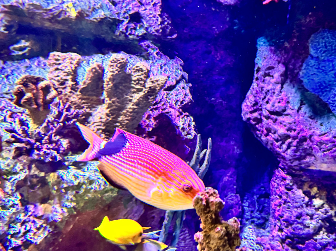Aquarium At The Boardwalk-布兰森必去景点