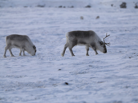 Poli Arctici-朗伊尔城必去景点