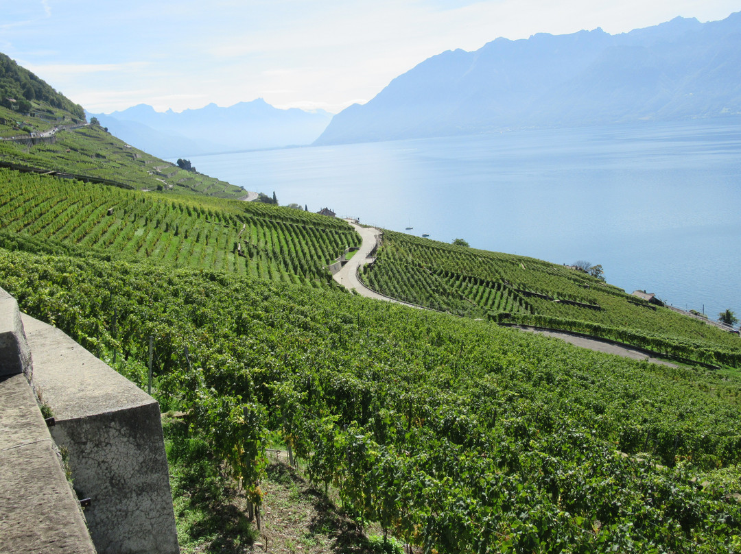 拉沃葡萄园梯田-蒙特勒必去景点
